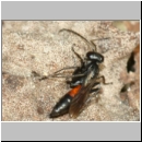 Arachnospila anceps - Wegwespe w009a 8mm - OS-Hasbergen-Lehmhuegel-det.jpg